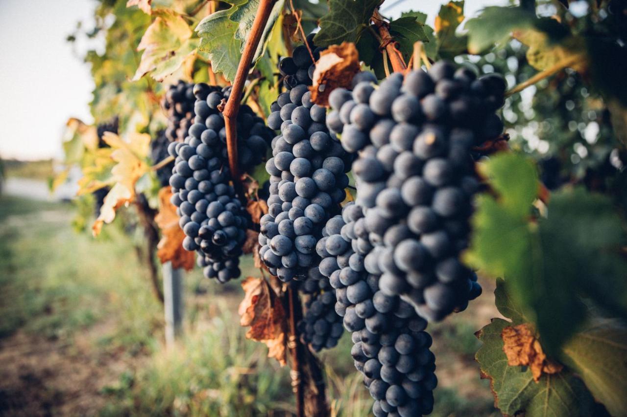 Babo Agriturismo Conviviale 카스타뇰레 란제 외부 사진
